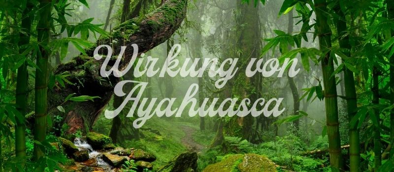 Wirkung von Ayahuasca Dschungel