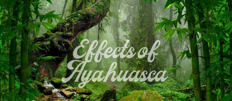 Effects of Ayahuasca