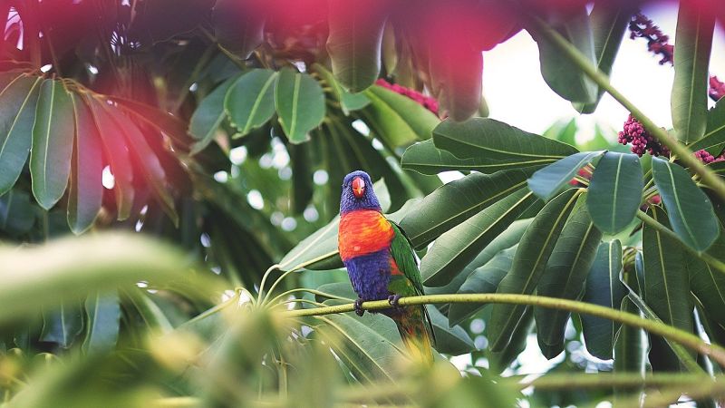 Dschungel Ayahuasca Vogel