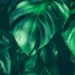 ayahuasca pflanzenmedizin