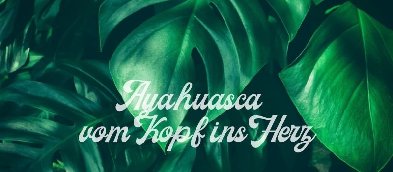 Ayahuasca erster Ayahuasca-Zeremonie Blätter